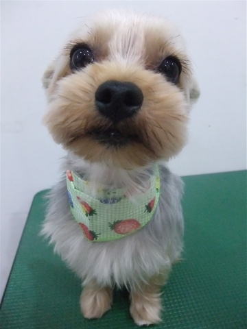 ヨーキーカットヨークシャーテリアトリミングサロン文京区フントヒュッテhundehutte東京ビションフリーゼブリーダー良血統毛量の多いビション出産子犬赤ちゃんこいぬa