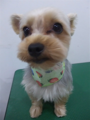 ヨーキーカットヨークシャーテリアトリミングサロン文京区フントヒュッテhundehutte東京ビションフリーゼブリーダー良血統毛量の多いビション出産子犬赤ちゃんこいぬb