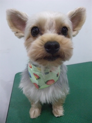 ヨーキーカットヨークシャーテリアトリミングサロン文京区フントヒュッテhundehutte東京ビションフリーゼブリーダー良血統毛量の多いビション出産子犬赤ちゃんこいぬc