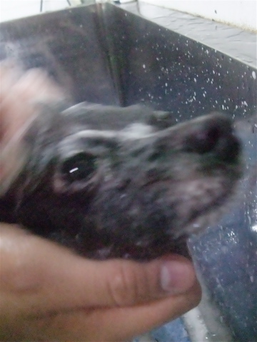 ポメラニアン柴犬カットトリミング文京区ビションカットアフロカットデンタルケアビションフリーゼブリーダー東京フントヒュッテ安田美沙子はんな先輩犬歯磨きb