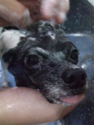 ポメラニアン柴犬カットトリミング文京区ビションカットアフロカットデンタルケアビションフリーゼブリーダー東京フントヒュッテ安田美沙子はんな先輩犬歯磨きc