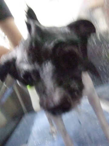 ポメラニアン柴犬カットトリミング文京区ビションカットアフロカットデンタルケアビションフリーゼブリーダー東京フントヒュッテ安田美沙子はんな先輩犬歯磨きe