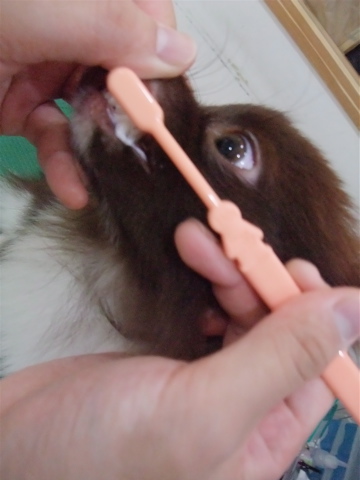 ポメラニアン柴犬カットトリミング文京区ビションカットアフロカットデンタルケアビションフリーゼブリーダー東京フントヒュッテ安田美沙子はんな先輩犬歯磨きg