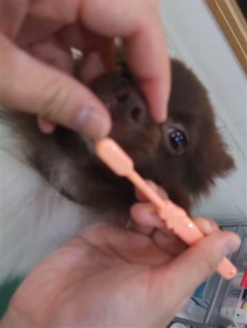 ポメラニアン柴犬カットトリミング文京区ビションカットアフロカットデンタルケアビションフリーゼブリーダー東京フントヒュッテ安田美沙子はんな先輩犬歯磨きh