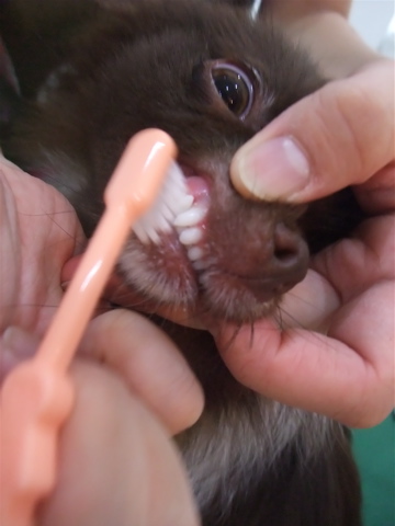 ポメラニアン柴犬カットトリミング文京区ビションカットアフロカットデンタルケアビションフリーゼブリーダー東京フントヒュッテ安田美沙子はんな先輩犬歯磨きi