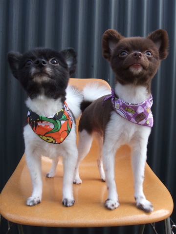ポメラニアン柴犬カットトリミング文京区ビションカットアフロカットデンタルケアビションフリーゼブリーダー東京フントヒュッテ安田美沙子はんな先輩犬歯磨きk