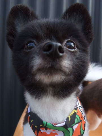 ポメラニアン柴犬カットトリミング文京区ビションカットアフロカットデンタルケアビションフリーゼブリーダー東京フントヒュッテ安田美沙子はんな先輩犬歯磨きl