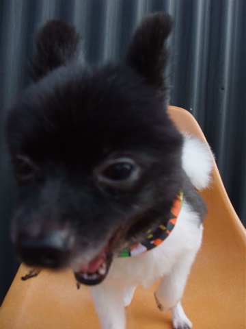 ポメラニアン柴犬カットトリミング文京区ビションカットアフロカットデンタルケアビションフリーゼブリーダー東京フントヒュッテ安田美沙子はんな先輩犬歯磨きo