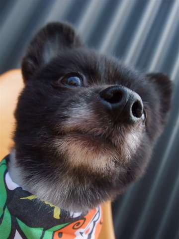 ポメラニアン柴犬カットトリミング文京区ビションカットアフロカットデンタルケアビションフリーゼブリーダー東京フントヒュッテ安田美沙子はんな先輩犬歯磨きq