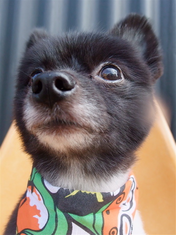 ポメラニアン柴犬カットトリミング文京区ビションカットアフロカットデンタルケアビションフリーゼブリーダー東京フントヒュッテ安田美沙子はんな先輩犬歯磨きr