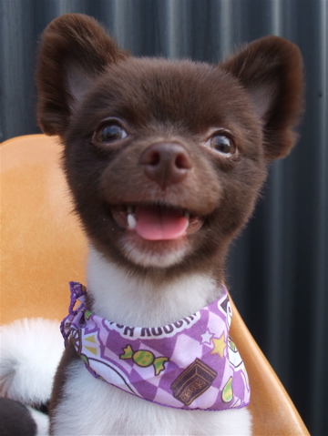 ポメラニアン柴犬カットトリミング文京区ビションカットアフロカットデンタルケアビションフリーゼブリーダー東京フントヒュッテ安田美沙子はんな先輩犬歯磨きt