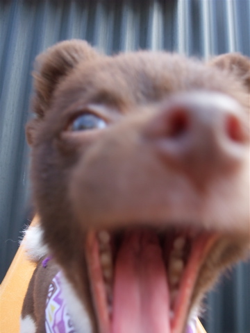 ポメラニアン柴犬カットトリミング文京区ビションカットアフロカットデンタルケアビションフリーゼブリーダー東京フントヒュッテ安田美沙子はんな先輩犬歯磨きv