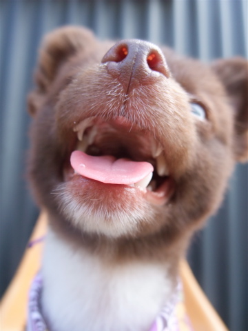 ポメラニアン柴犬カットトリミング文京区ビションカットアフロカットデンタルケアビションフリーゼブリーダー東京フントヒュッテ安田美沙子はんな先輩犬歯磨きx