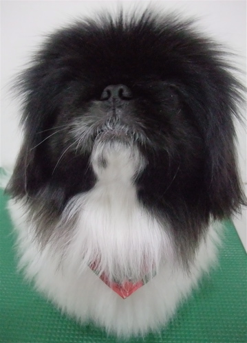 ペキニーズトリミング文京区ビションカットフントヒュッテペキニーズビションフリーゼブリーダー子犬黒ペキ東京サンタクロースクリスマスバンダナc.jpg