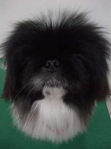 ペキニーズトリミング文京区ビションカットフントヒュッテペキニーズビションフリーゼブリーダー子犬黒ペキ東京サンタクロースクリスマスバンダナd.jpg