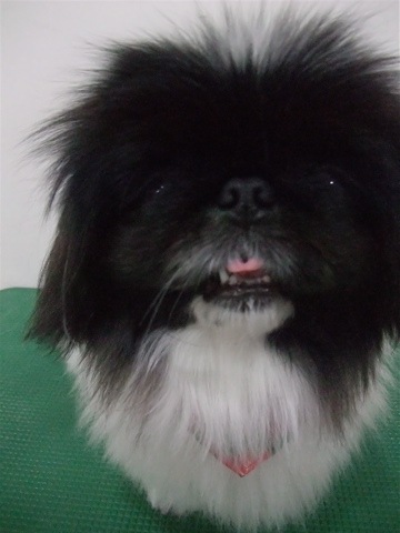 ペキニーズトリミング文京区ビションカットフントヒュッテペキニーズビションフリーゼブリーダー子犬黒ペキ東京サンタクロースクリスマスバンダナe.jpg