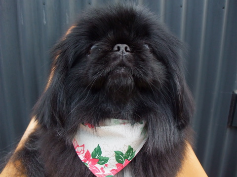 ペキニーズトリミング文京区ビションカットフントヒュッテペキニーズビションフリーゼブリーダー子犬黒ペキ東京サンタクロースクリスマスバンダナf.jpg