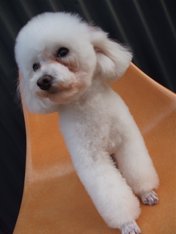 トイプーアフロカット文京区トリミングプードルカットトイプードルブリーダー子犬ショップ出産東京ビションフリーゼトリミングフントヒュッテhundehutte2