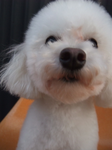 トイプーアフロカット文京区トリミングプードルカットトイプードルブリーダー子犬ショップ出産東京ビションフリーゼトリミングフントヒュッテhundehutte4