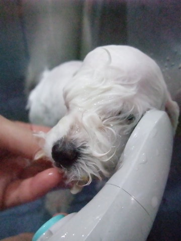 子犬こいぬのシャンプービションフリーゼブリーダー東京フントヒュッテオリジナルリード犬首輪文京区トリミングビションカット安田美沙子はんな先輩hundehuttea