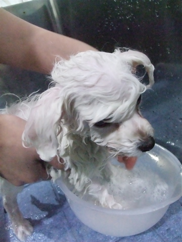 子犬こいぬのシャンプービションフリーゼブリーダー東京フントヒュッテオリジナルリード犬首輪文京区トリミングビションカット安田美沙子はんな先輩hundehuttee