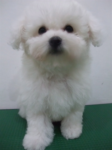 子犬こいぬのシャンプービションフリーゼブリーダー東京フントヒュッテオリジナルリード犬首輪文京区トリミングビションカット安田美沙子はんな先輩hundehutteg