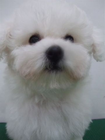 子犬こいぬのシャンプービションフリーゼブリーダー東京フントヒュッテオリジナルリード犬首輪文京区トリミングビションカット安田美沙子はんな先輩hundehutteh