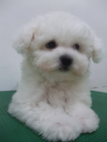 子犬こいぬのシャンプービションフリーゼブリーダー東京フントヒュッテオリジナルリード犬首輪文京区トリミングビションカット安田美沙子はんな先輩hundehuttei