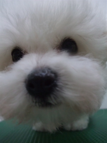 子犬こいぬのシャンプービションフリーゼブリーダー東京フントヒュッテオリジナルリード犬首輪文京区トリミングビションカット安田美沙子はんな先輩hundehuttej