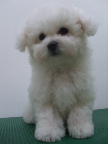 子犬こいぬのシャンプービションフリーゼブリーダー東京フントヒュッテオリジナルリード犬首輪文京区トリミングビションカット安田美沙子はんな先輩hundehuttek