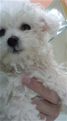 ビションフリーゼこいぬ子犬のシャンプーフントヒュッテ東京ビションフリーゼブリーダービションカット文京区トリミングフントヒュッテオリジナルリード1