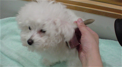 ビションフリーゼこいぬ子犬のシャンプーフントヒュッテ東京ビションフリーゼブリーダービションカット文京区トリミングフントヒュッテオリジナルリード3