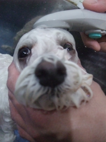 ビションカット文京区トリミングフントヒュッテhundehutte東京ビションフリーゼブリーダー子犬情報出産情報職人の味メロンパン犬おやつ国産無添加無着色保存料不使用5