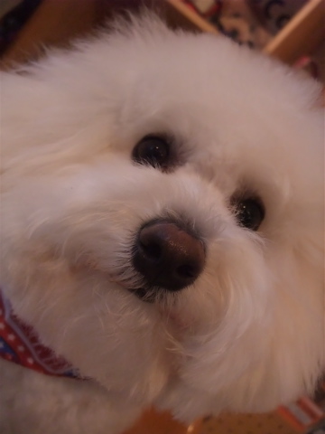 ビションフリーゼブリーダー東京フントヒュッテビションカット文京区トリミングアフロカットアフロ犬犬泉くんはんな先輩安田美沙子たまごちゃんランコサンゲツb