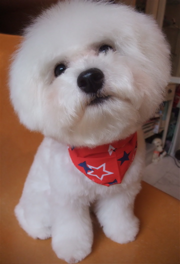 フントヒュッテ東京ビションフリーゼブリーダービションカット文京区トリミングアフロカットアフロ犬犬泉くんはんな先輩安田美沙子たまごちゃんランコ犬グッズ4