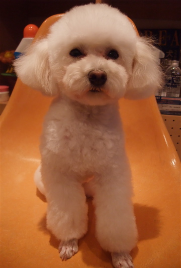 トイプードルトリミング文京区トイ・プードルカット東京ビションフリーゼブリーダーフントヒュッテ東京hundehutte犬首輪わんこリードハーネスカフェリード1