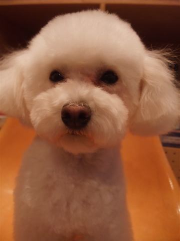 トイプードルトリミング文京区トイ・プードルカット東京ビションフリーゼブリーダーフントヒュッテ東京hundehutte犬首輪わんこリードハーネスカフェリード2