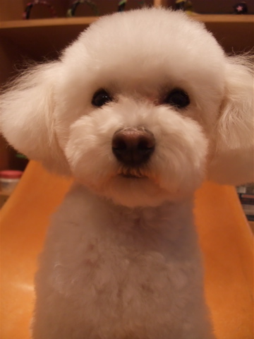 トイプードルトリミング文京区トイ・プードルカット東京ビションフリーゼブリーダーフントヒュッテ東京hundehutte犬首輪わんこリードハーネスカフェリード3