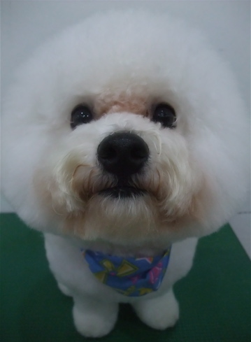 フントヒュッテ東京ビションフリーゼブリーダービションカット文京区トリミングアフロカットアフロ犬犬泉くんはんな先輩安田美沙子志村けん天才!志村どうぶつ園5