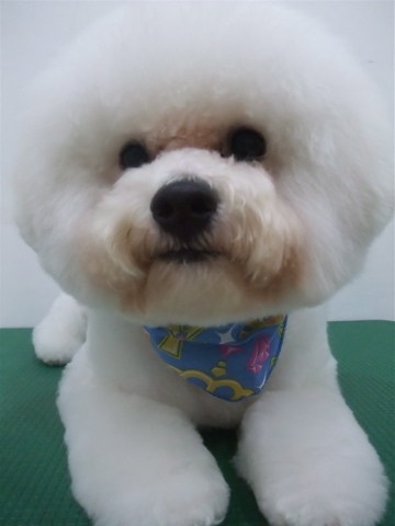 フントヒュッテ東京ビションフリーゼブリーダービションカット文京区トリミングアフロカットアフロ犬犬泉くんはんな先輩安田美沙子志村けん天才!志村どうぶつ園6