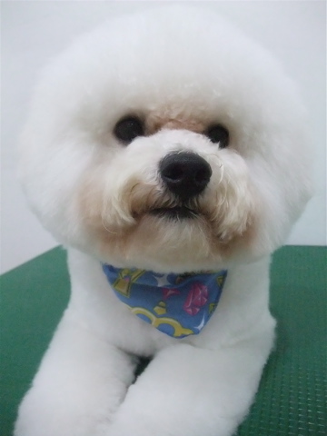 フントヒュッテ東京ビションフリーゼブリーダービションカット文京区トリミングアフロカットアフロ犬犬泉くんはんな先輩安田美沙子志村けん天才!志村どうぶつ園9
