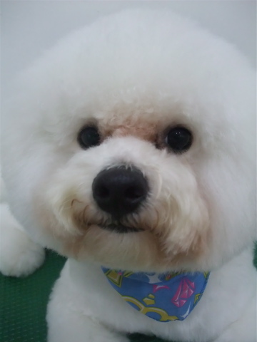 フントヒュッテ東京ビションフリーゼブリーダービションカット文京区トリミングアフロカットアフロ犬犬泉くんはんな先輩安田美沙子志村けん天才!志村どうぶつ園10