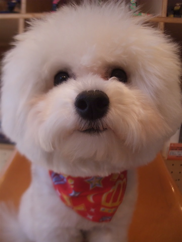 フントヒュッテ東京ビションフリーゼブリーダー子犬情報文京区トリミングビションカットデンタルケア犬の歯磨き志村けん天才!志村どうぶつ園hundehutte2