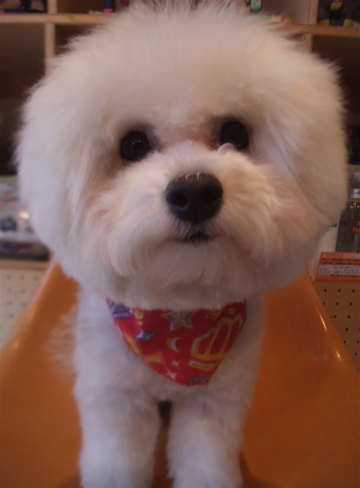 フントヒュッテ東京ビションフリーゼブリーダー子犬情報文京区トリミングビションカットデンタルケア犬の歯磨き志村けん天才!志村どうぶつ園hundehutte4