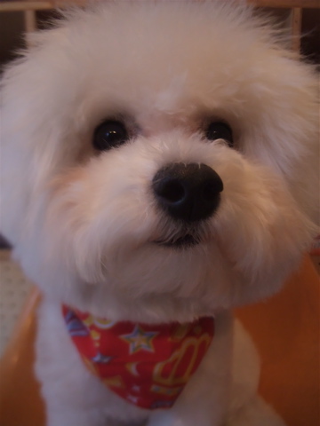 フントヒュッテ東京ビションフリーゼブリーダー子犬情報文京区トリミングビションカットデンタルケア犬の歯磨き志村けん天才!志村どうぶつ園hundehutte5