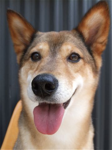 犬歯垢歯石歯周病歯石除去手術動物病院文京区フントヒュッテ歯石除去無麻酔東京ビションフリーゼトリミング文京区ビションフリーゼカット東京hundehutte7