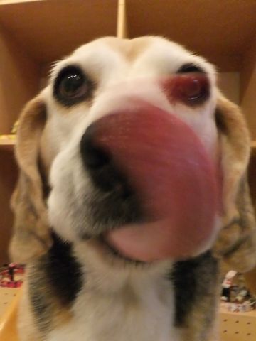 ビーグルトリミング文京区フントヒュッテビーグルシャンプー東京hundehutte犬トリミングナノオゾンペットシャワーデンタルケア犬歯磨き1