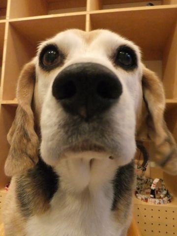 ビーグルトリミング文京区フントヒュッテビーグルシャンプー東京hundehutte犬トリミングナノオゾンペットシャワーデンタルケア犬歯磨き2