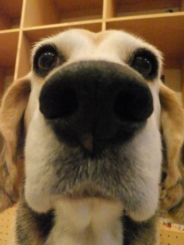 ビーグルトリミング文京区フントヒュッテビーグルシャンプー東京hundehutte犬トリミングナノオゾンペットシャワーデンタルケア犬歯磨き3