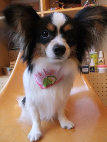 パピヨントリミング文京区フントヒュッテパピヨンシャンプーカット東京hundehutte犬ハーブパックトリミングナノオゾンペットシャワーデンタルケア犬歯磨き1